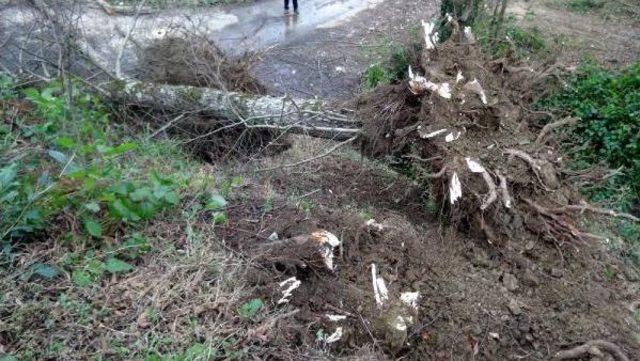 Rize’De Fırtına Çatıları Uçurdu, Ağaçları Devirdi