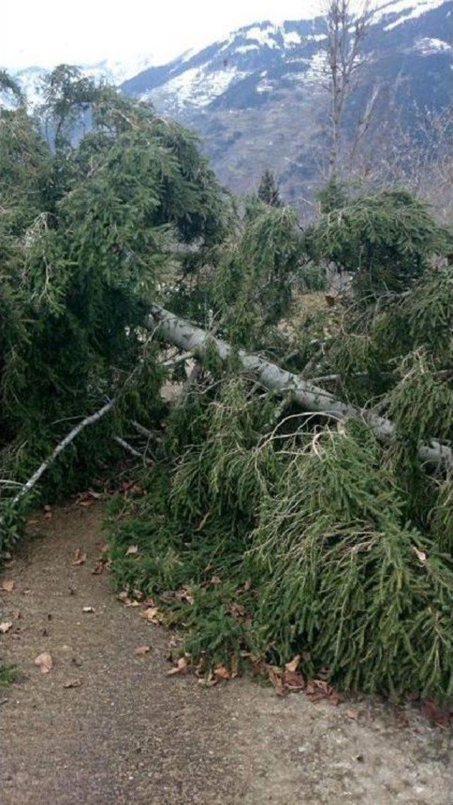 Şiddetli Rüzgar Ağaçları Devirdi, Çatıları Uçurdu