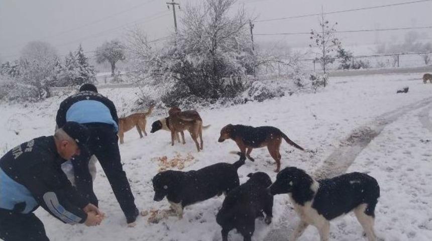 Kartepe Zabıtası Sahipsiz Sokak Hayvanlarını Unutmadı