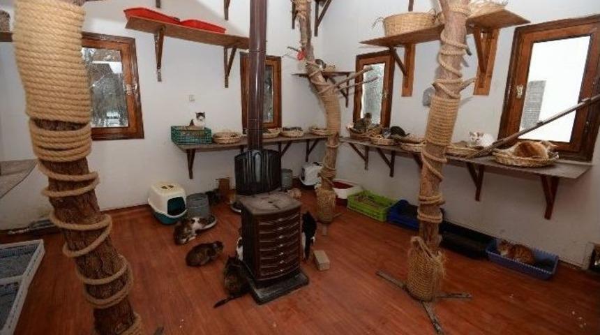 En Şanslı Kediler Osmangazi&rsquo;de