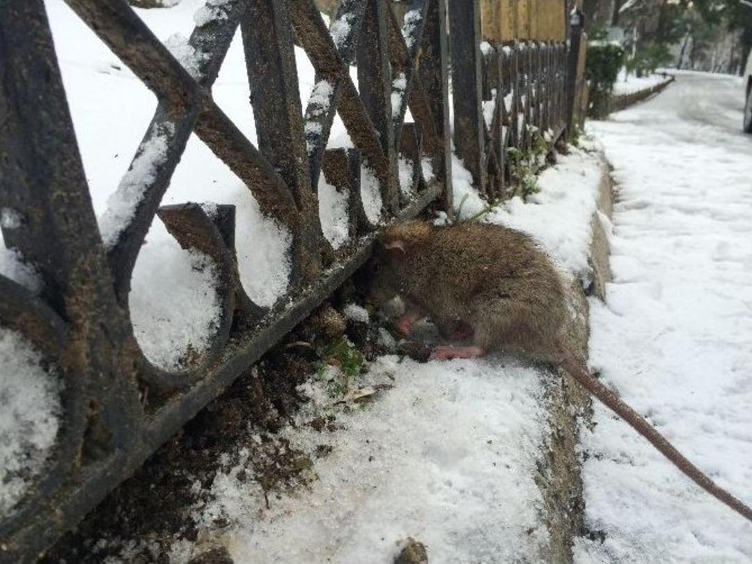 Soğuk Nedeniyle Fare Dondu