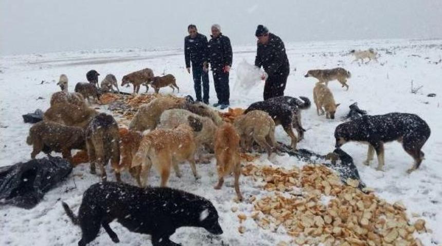 Karda A&ccedil; Kalan Sokak Hayvanları I&ccedil;in Yiyecek