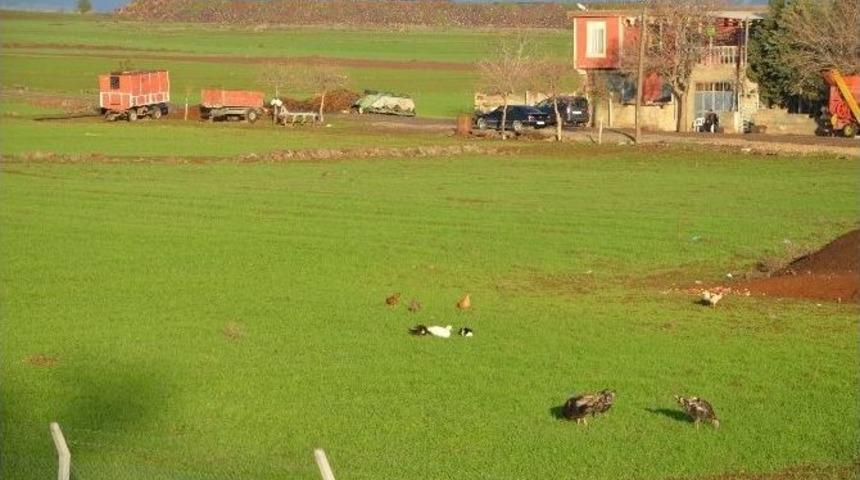 Yağmur &Ccedil;ift&ccedil;inin Y&uuml;z&uuml;n&uuml; G&uuml;ld&uuml;rd&uuml;