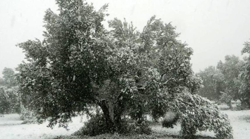 Kar Zeytini Vurdu