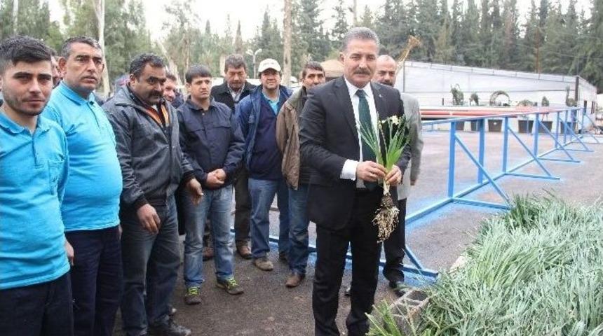 Toroslar Nergis Kokacak