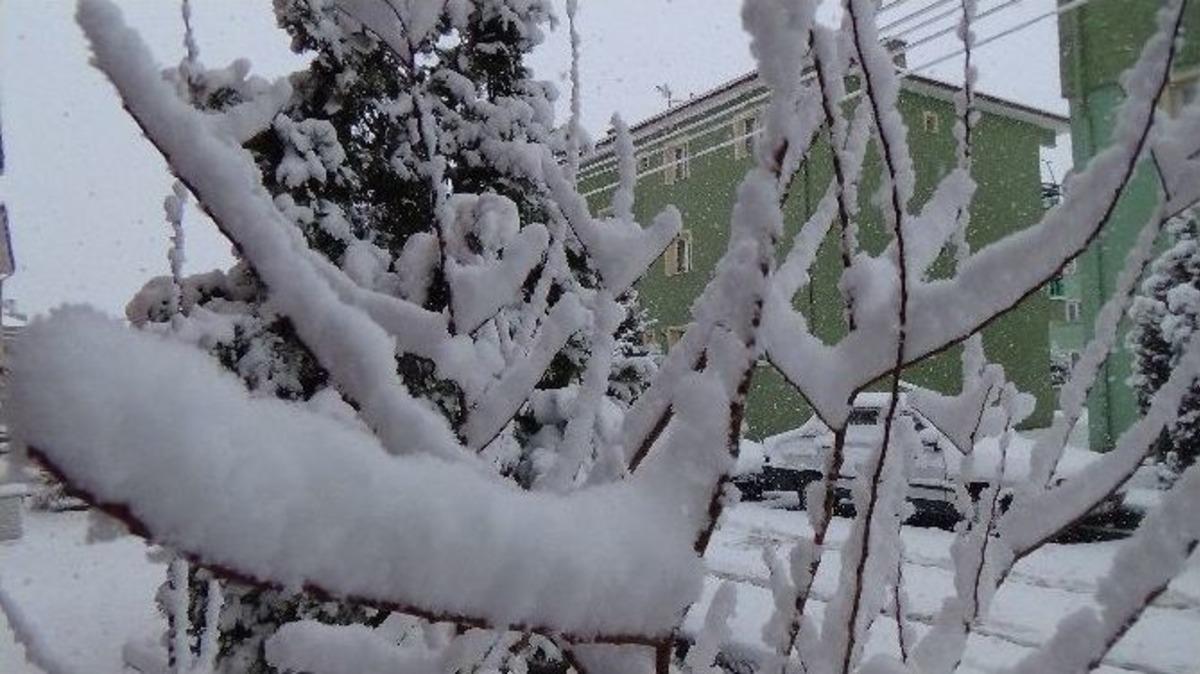 Erzincan Beyaza B&uuml;r&uuml;nd&uuml;
