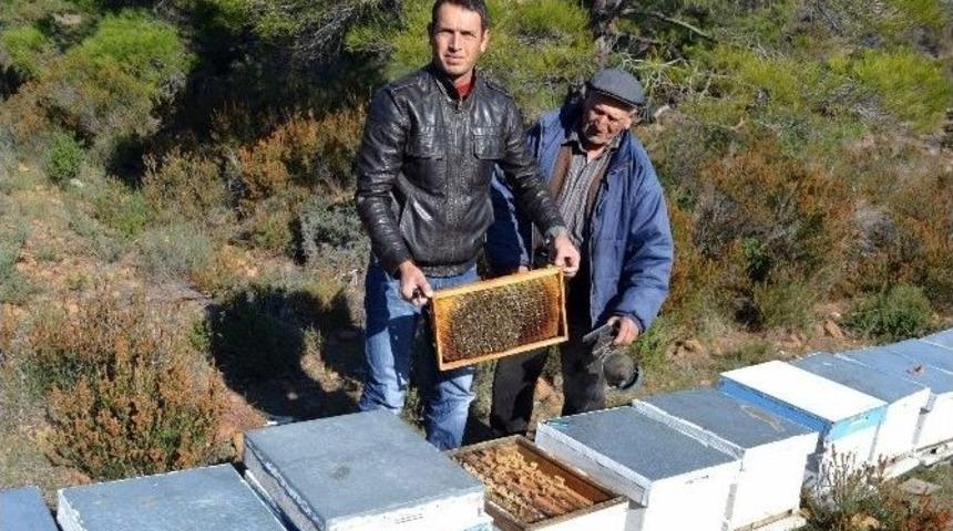 (&ouml;zel Haber) Dat&ccedil;a Balı Amerika&rsquo;dan Birincilikle D&ouml;nd&uuml;