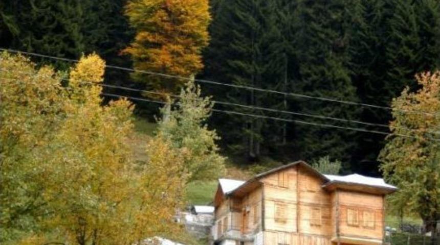 Ladin Ormanları Dev Kabuk B&ouml;ceği Istilası Altında