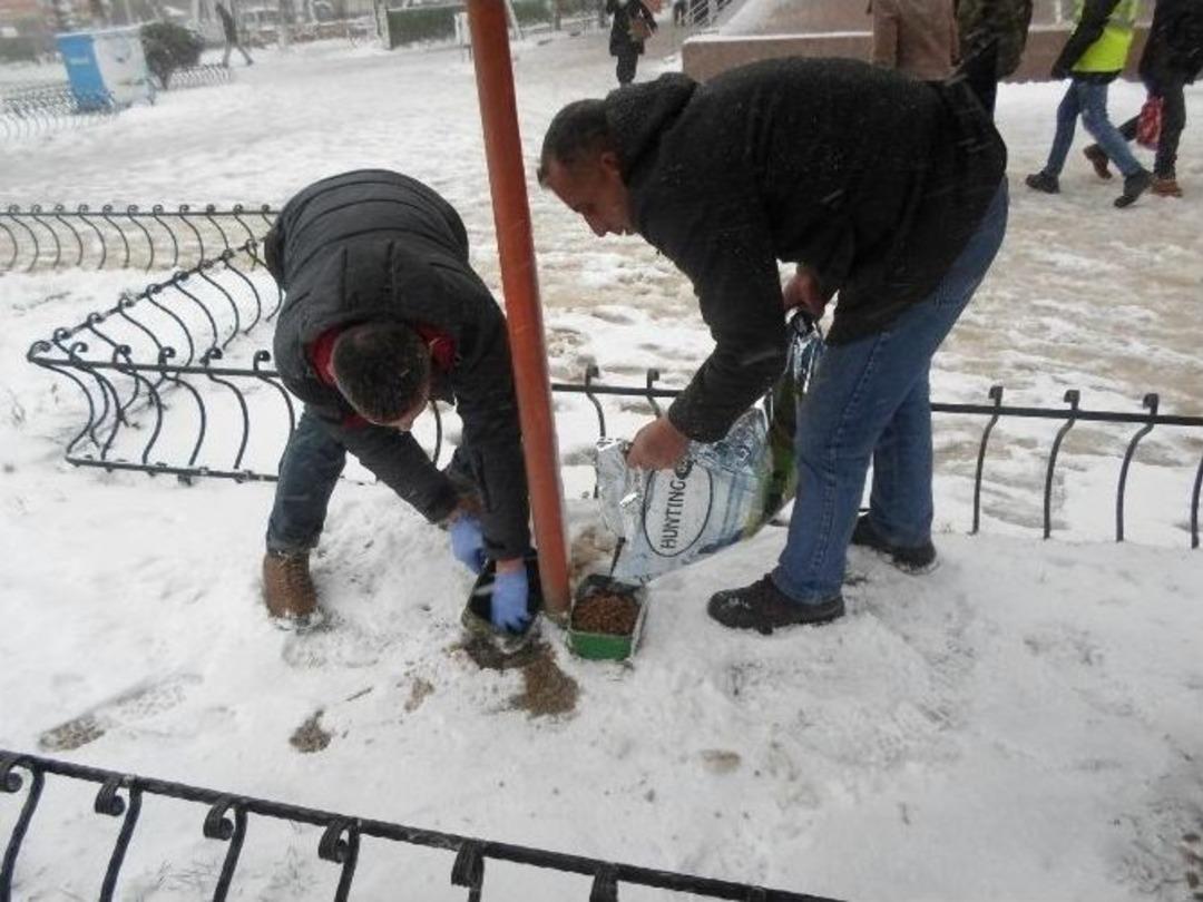 Sokak Hayvanlarına Belediye Şefkati