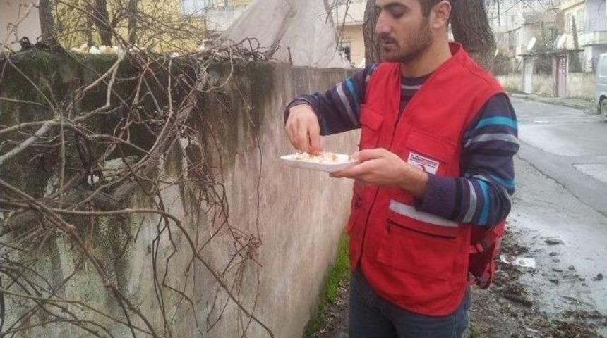 Kızılay&rsquo;dan Sokak Hayvanlarına Yem