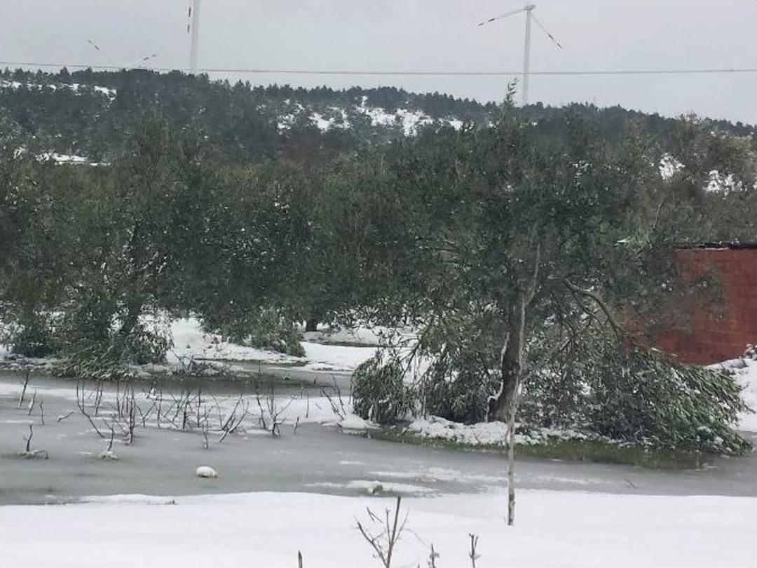 Kar Bitti, Zirai Don Kapıda