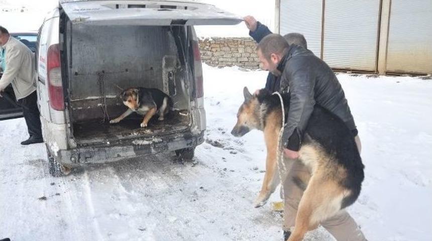 Y&uuml;ksekova&rsquo;da Sokak K&ouml;pekleri Kısırlaştırılıyor
