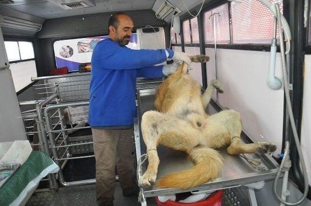 Yüksekova’da Sokak Köpekleri Kısırlaştırılıyor