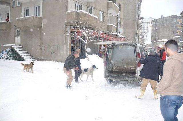 Yüksekova’da Sokak Köpekleri Kısırlaştırılıyor