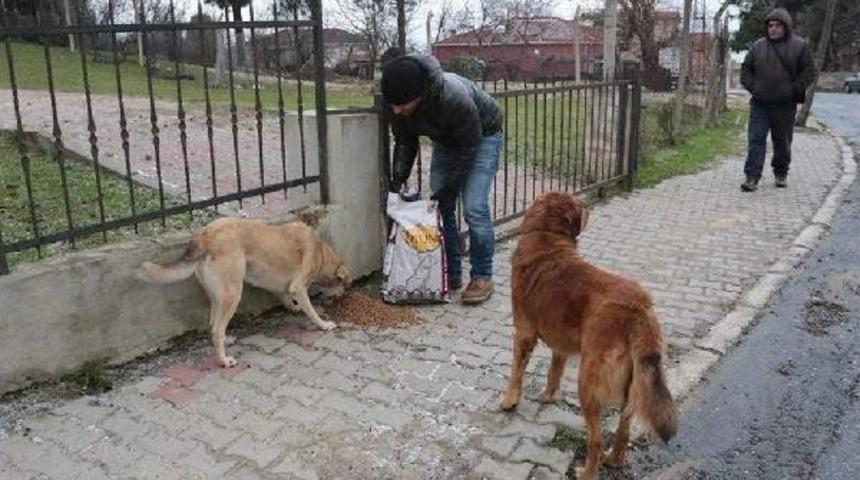 Sarıyer'de A&ccedil; Kalan Sokak Hayvanlara Destek