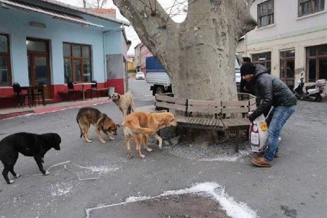 Sarıyer'de Aç Kalan Sokak Hayvanlara Destek