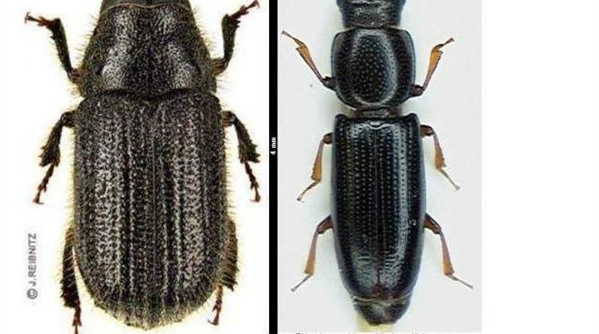 B&ouml;ceğe Karşı B&ouml;cekli M&uuml;cadele