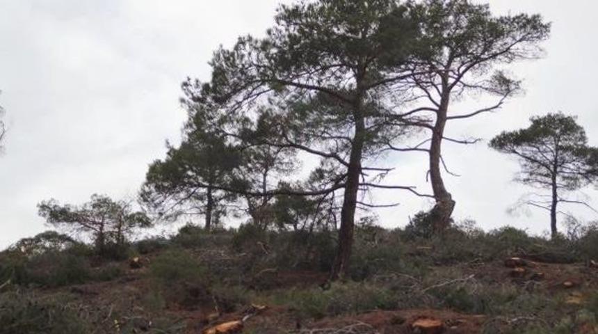 K&ouml;yde Ağa&ccedil; Katliam Değil Gen&ccedil;leştirme Yapılıyormuş