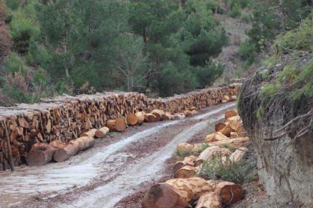 Köyde Ağaç Katliam Değil Gençleştirme Yapılıyormuş