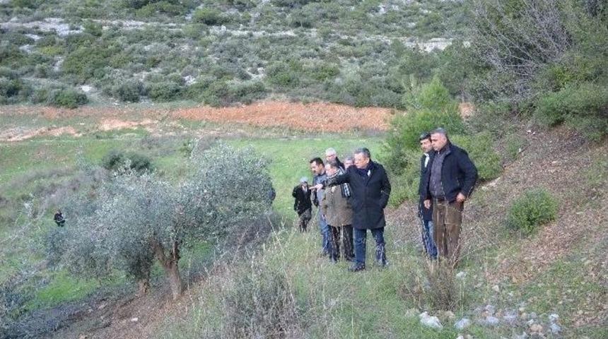 Kuşadası Deve G&uuml;reşleri 1 Şubat&rsquo;ta Yapılacak