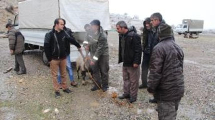 &Ccedil;emişgezek&rsquo;te Tedavisi Tamamlanan Dağ Ke&ccedil;isi &Ouml;zg&uuml;rl&uuml;ğ&uuml;ne Kavuştu