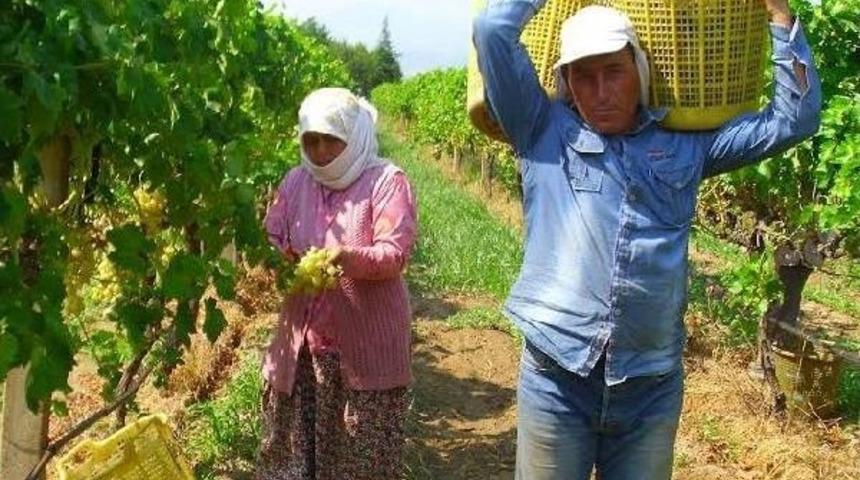 Alaşehir'den 2014'te 280 Milyon Liralık &Uuml;z&uuml;m Ihracatı