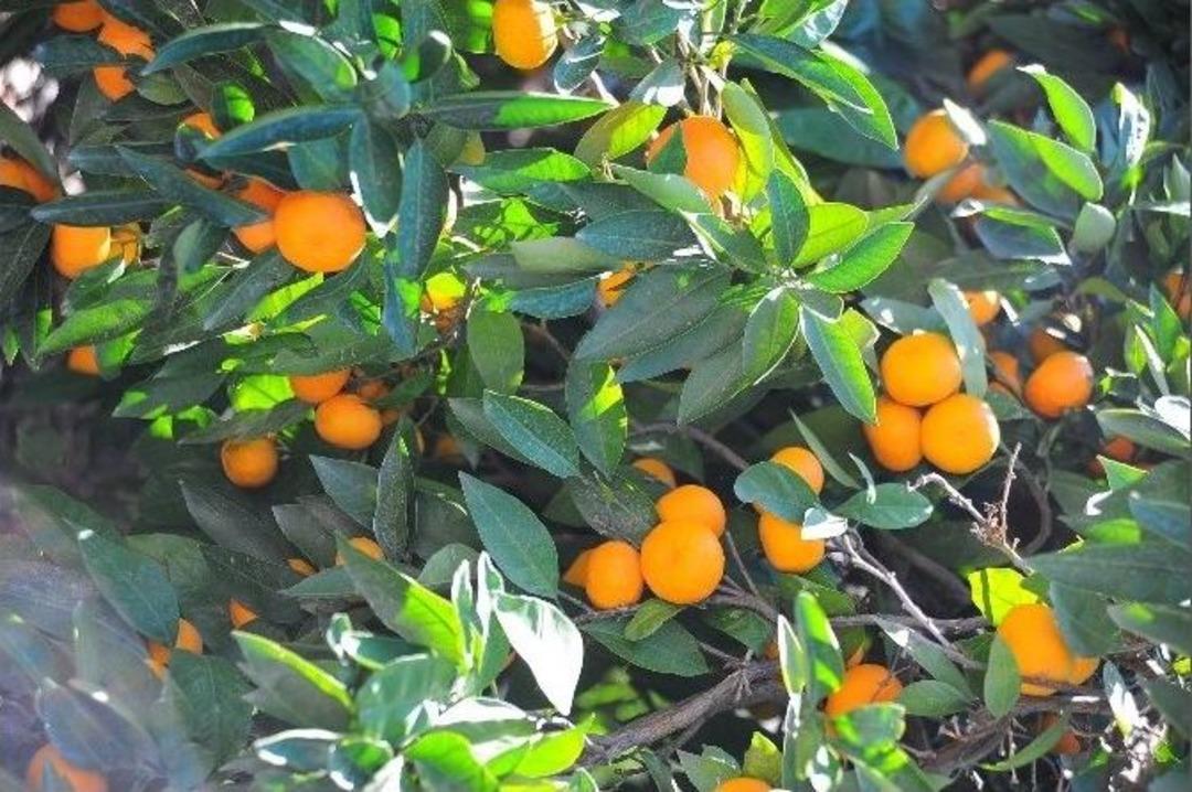 (&ouml;zel Haber) Mandalina Elde Kaldı, &Uuml;retici Perişan