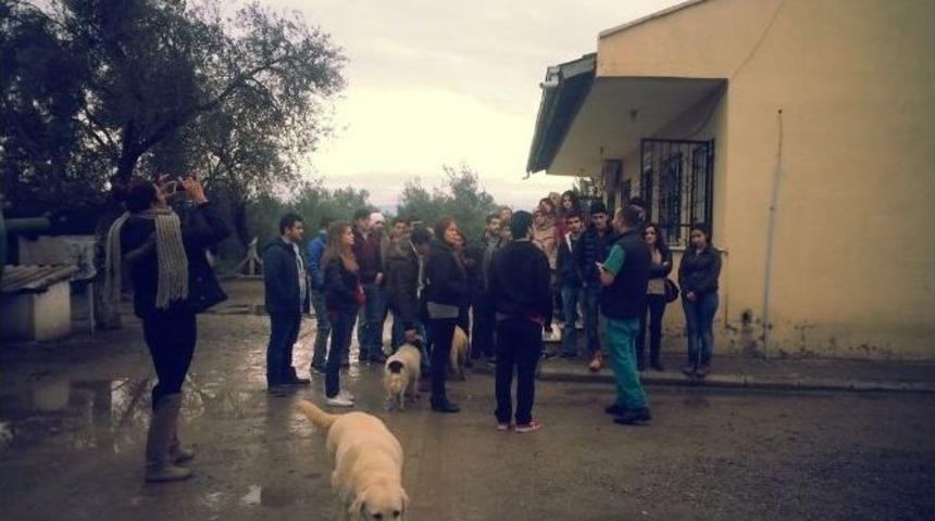 Burhaniye De Sokak K&ouml;peklerine &Uuml;niversiteli Yardımı