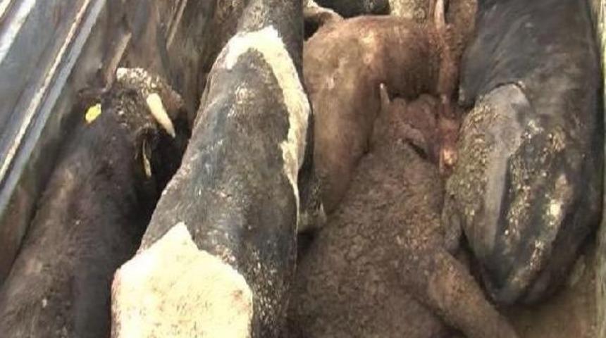 Kapanan Yol Nedeniyle 5 B&uuml;y&uuml;kbaş Hayvan Donarak Telef Oldu