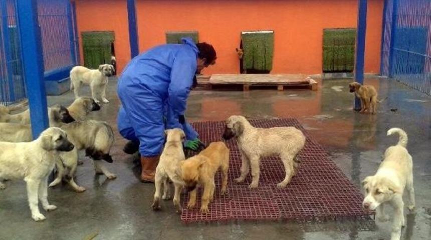 K&ouml;pekler &Uuml;ş&uuml;mesin Diye &Ouml;nlem Aldılar