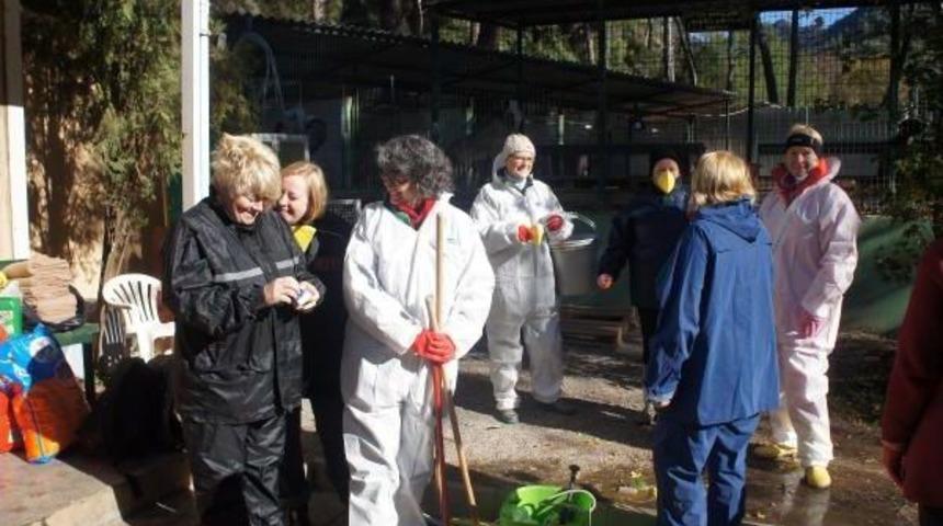 İngiliz Hayvanseverlerden &Ouml;l&uuml;mlerin Olduğu Barınakta Temizlik