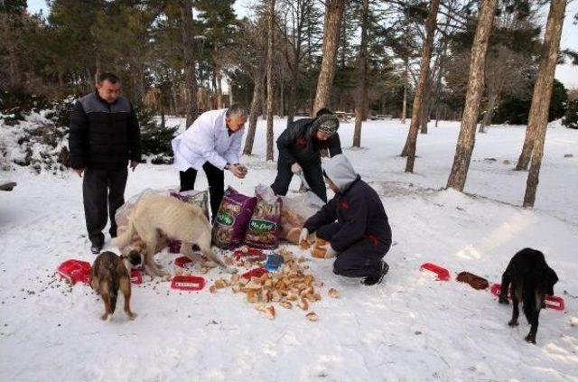 Kazan'da Sokak Hayvanları Için Yiyecek Bırakıldı