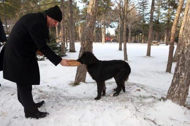 Kazan'da Sokak Hayvanları Için Yiyecek Bırakıldı