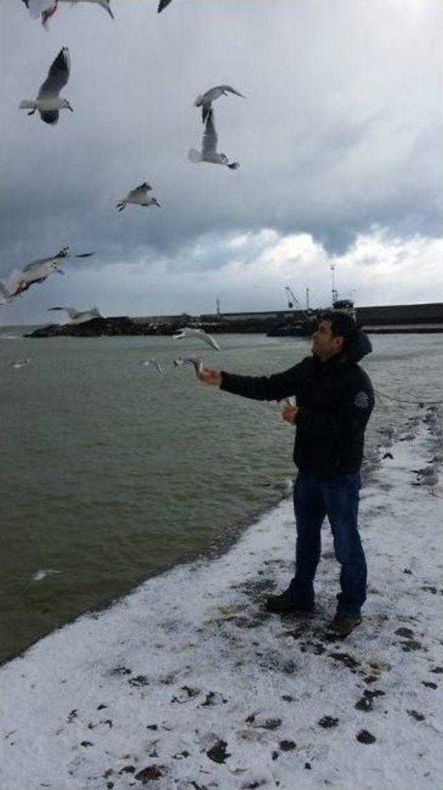 Akçakoca’da Aç Kalan Martılara Yem Atılıyor