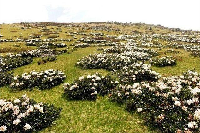 Odü’den Büyük Başarı