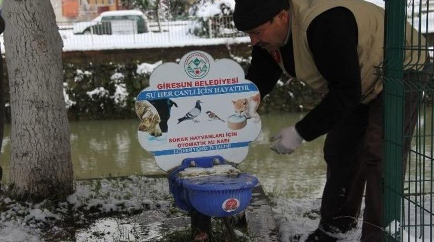 Giresun Belediyesi Kara Kışta Sokak Hayvanlarını Unutmadı