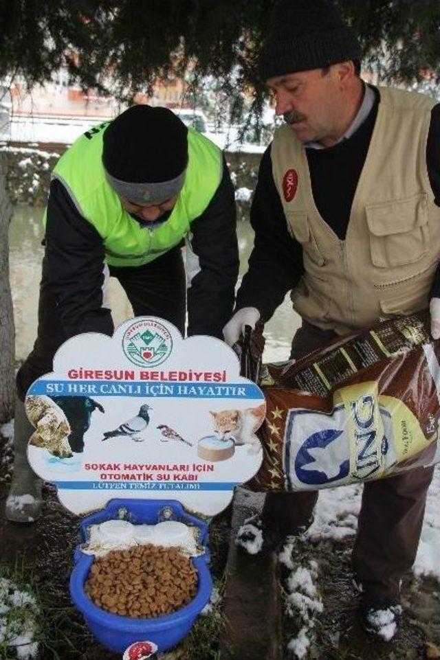 Giresun Belediyesi Kara Kışta Sokak Hayvanlarını Unutmadı