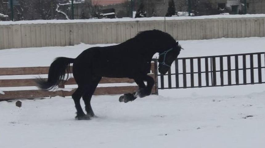 Siyah İnci&rsquo;nin Kar Sevinci
