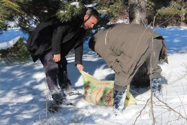 Aç Kalan Sokak Hayvanları Için Yem Bırakıldı