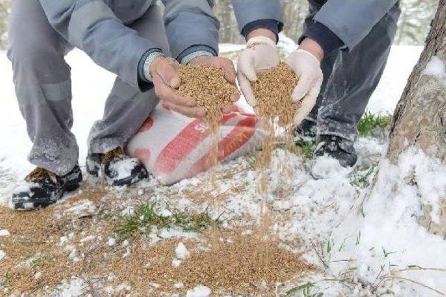 Aç Kalan Sokak Hayvanları Için Yem Bırakıldı