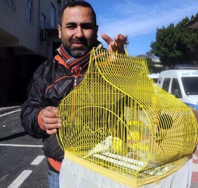 Hırsızlar 2 Muhabbet Kuşunu Da Çaldı