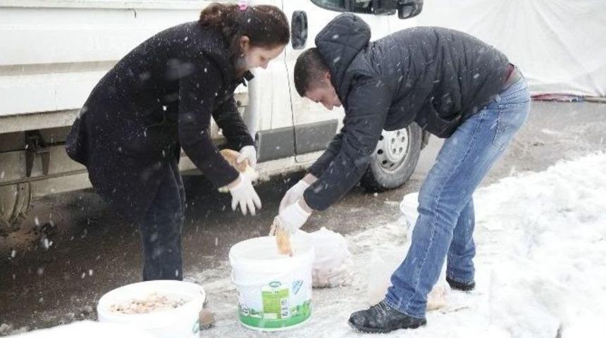 Sokak Hayvanları Emin Ellerde