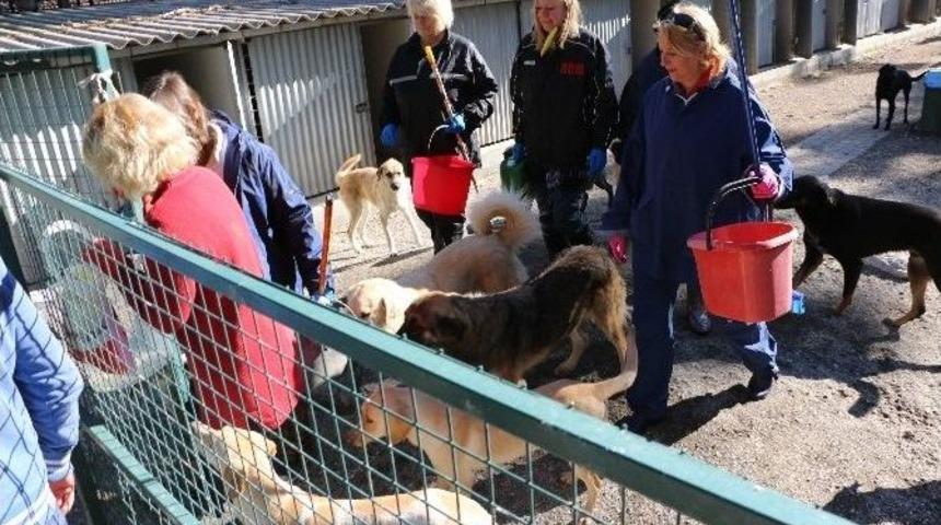 K&ouml;pek &Ouml;l&uuml;mlerinin Yaşandığı Hayvan Barınağını İngilizler Temizledi