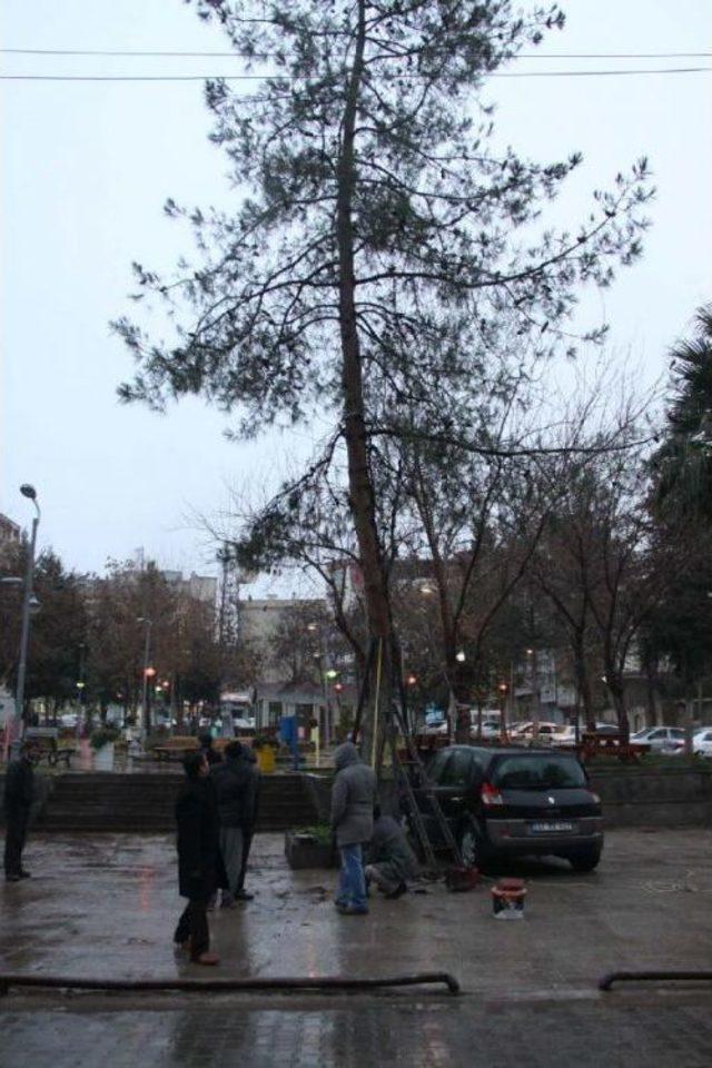 Rüzgarla Eğilen Ağacın Devrilmemesi Için Çabaladılar