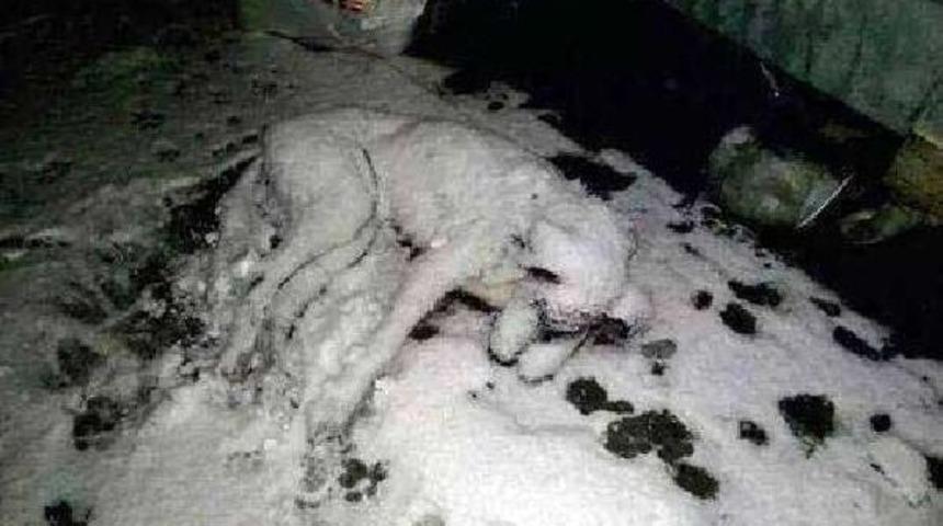 Sokak K&ouml;peğinin Donarak &Ouml;ld&uuml;ğ&uuml; Fotoğraf, Sosyal Medyada Yankı Uyandırdı