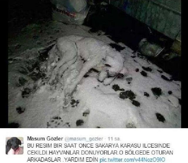 Sokak Köpeğinin Donarak Öldüğü Fotoğraf, Sosyal Medyada Yankı Uyandırdı