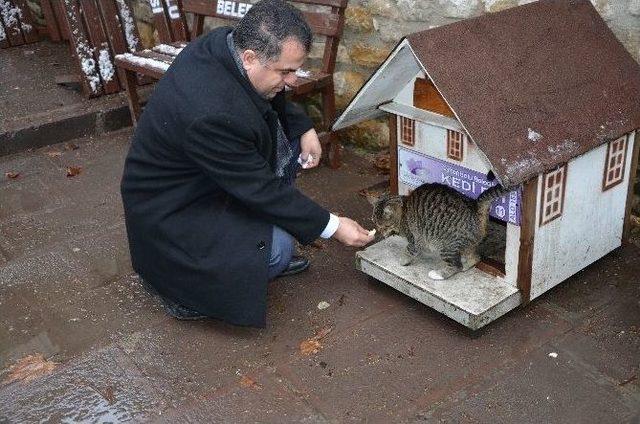 Sokak Kedileri İçin Safranbolu Mimarisinde Evler Yapıldı