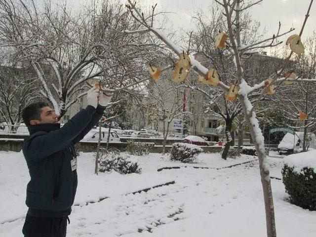 Kuşlar Aç Kalmasın Diye Karla Kaplı Ağaçlara Ekmek Bağladılar...(özel Haber)