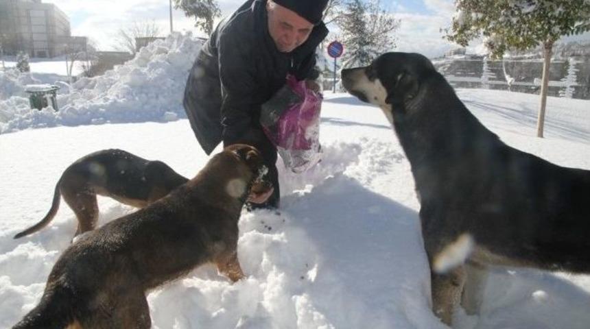 Sokak Hayvanlarına 1 Ton 250 Kilo Kuru Mama Dağıtıldı