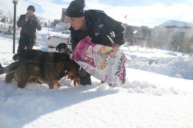 Sokak Hayvanlarına 1 Ton 250 Kilo Kuru Mama Dağıtıldı